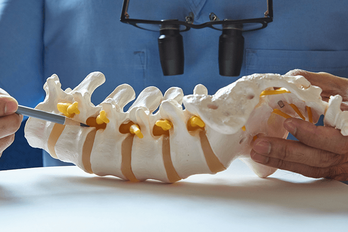 Doctor showing an area on a model of a spine