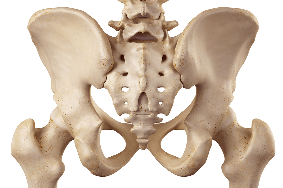 Skeleton model showing tailbone area