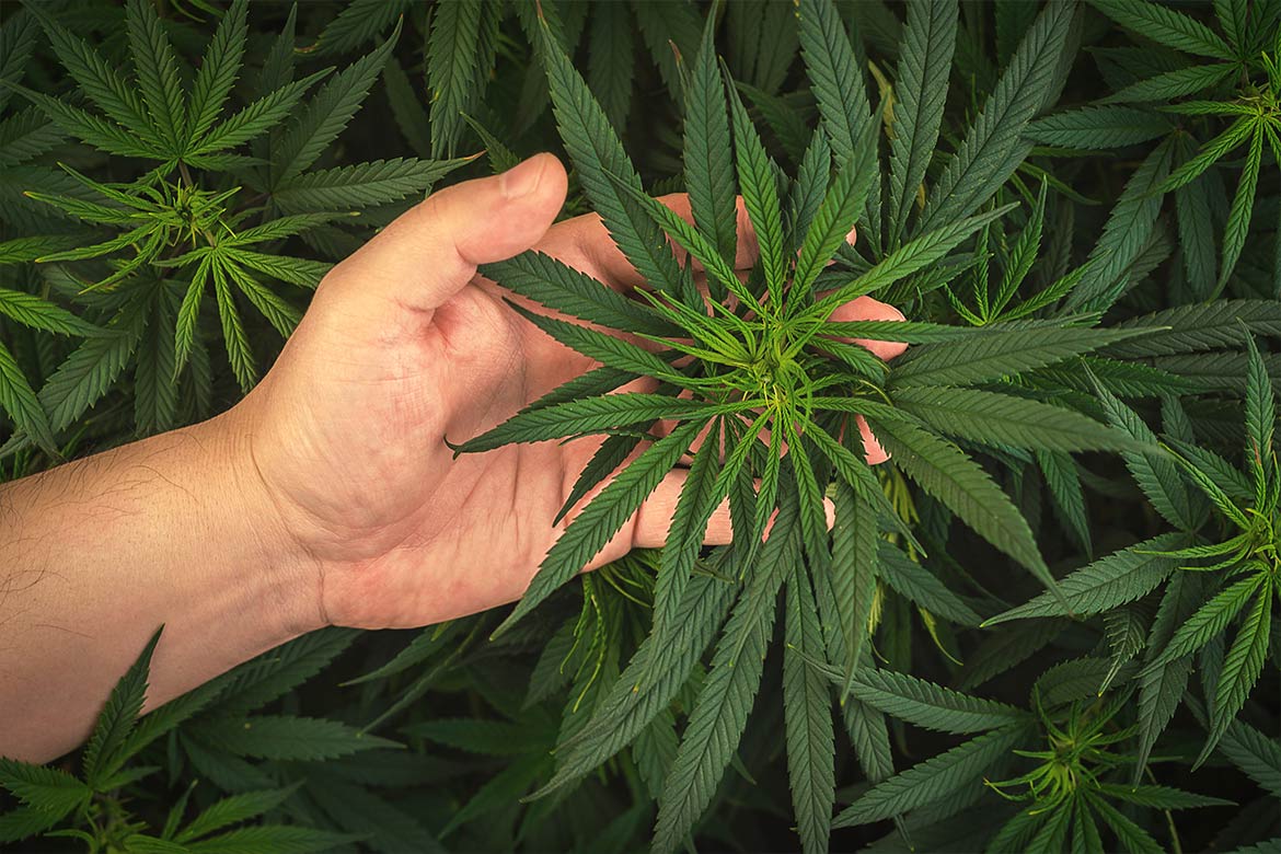 Hand holding a marijuana plant