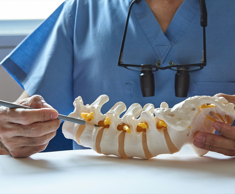 Doctor pointing to model of spine