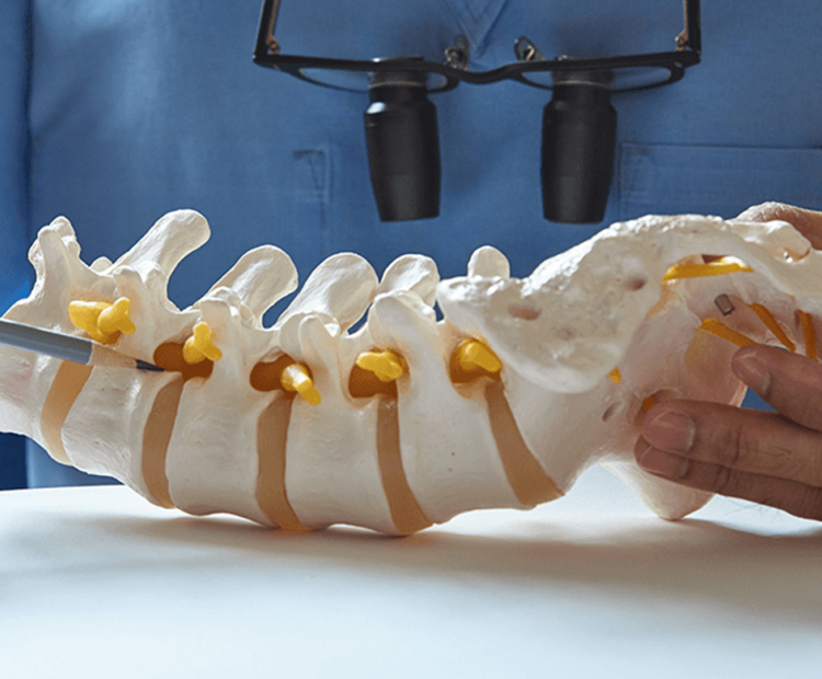 Doctor showing an area on a model of a spine