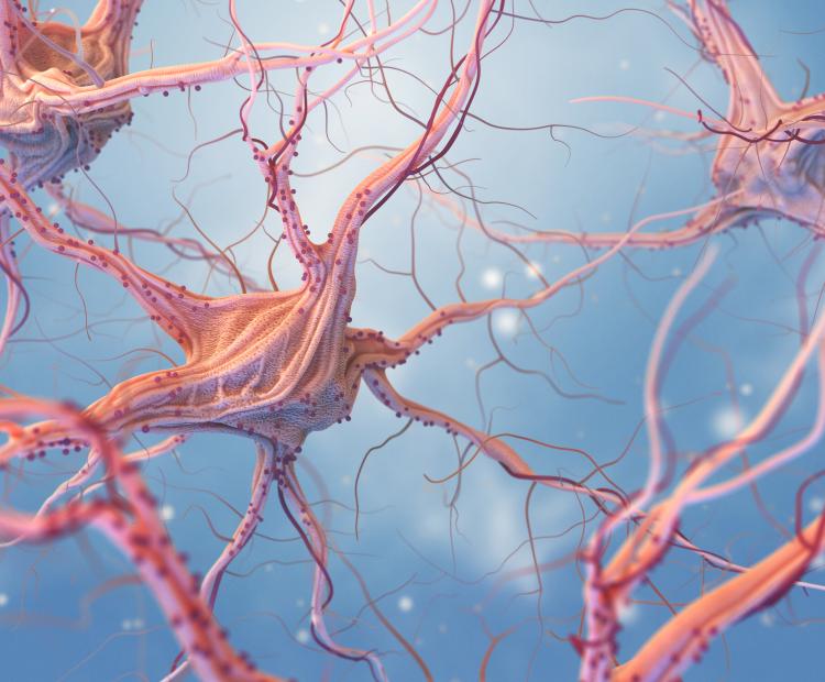 Image of neurons and the nervous system.