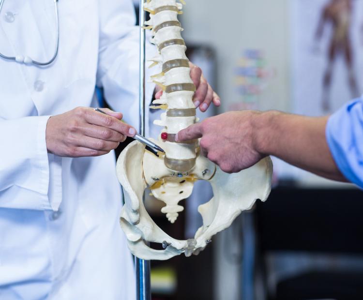 A doctor explaining parts of the spine with a spine model to a patient. 