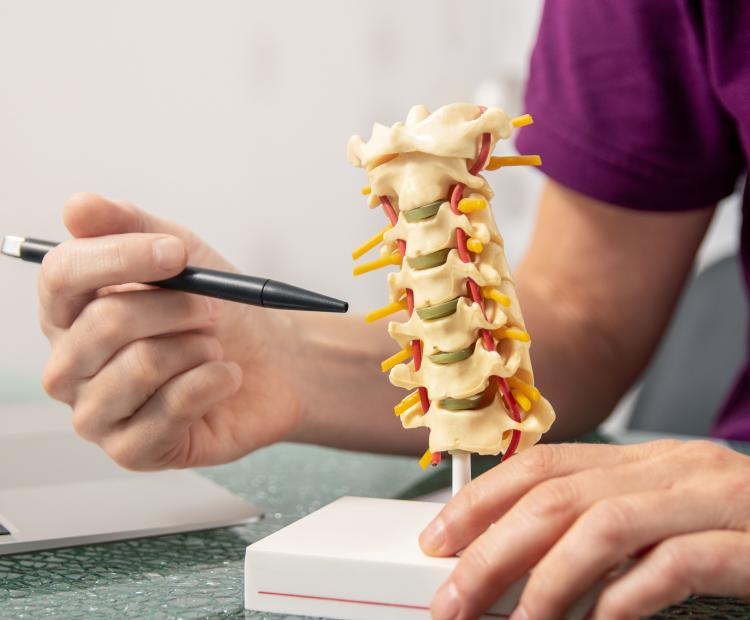 A photo of a doctor describing spinal functions with a model.