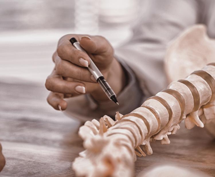 Doctor explaining anatomical spine sections to a patient