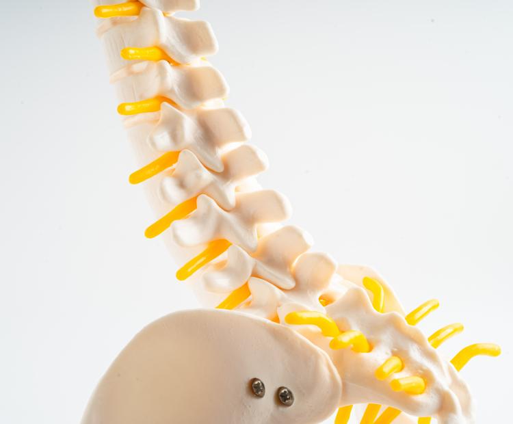 Image of spine.