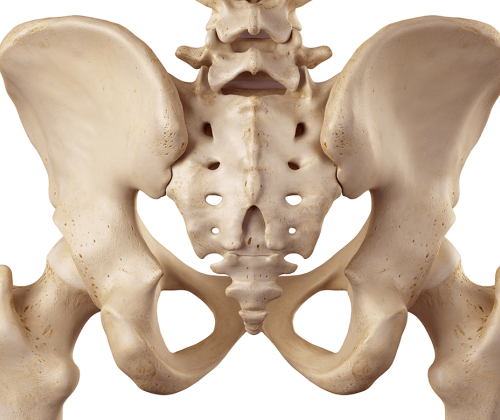 Skeleton model showing tailbone area