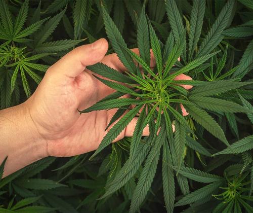 Hand holding a marijuana plant