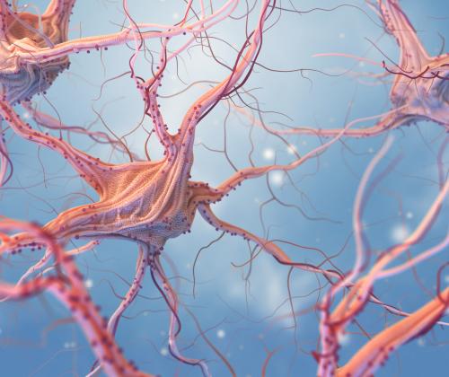 Image of neurons and the nervous system.