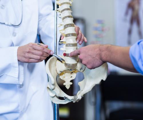 A doctor explaining parts of the spine with a spine model to a patient.