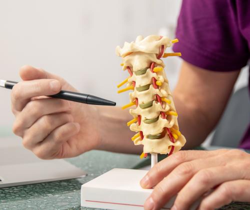 A photo of a doctor describing spinal functions with a model.