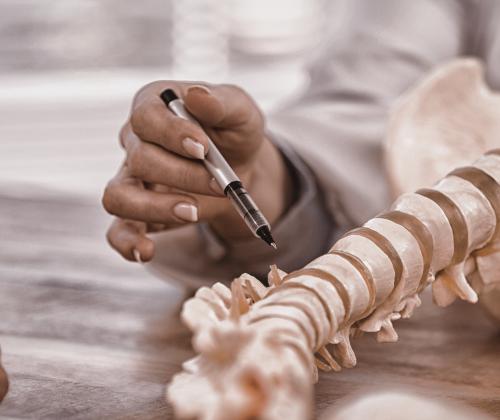 Doctor explaining anatomical spine sections to a patient