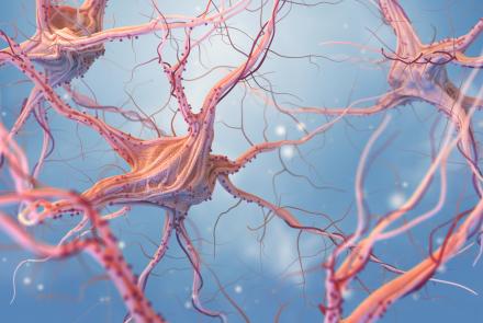 Image of neurons and the nervous system.